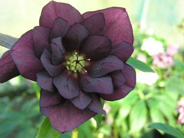 Double  Dark Purple