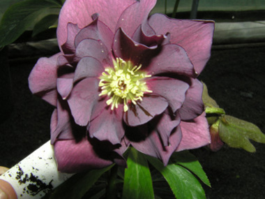 Double  Dark Purple