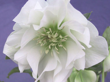 Betty Ranicar