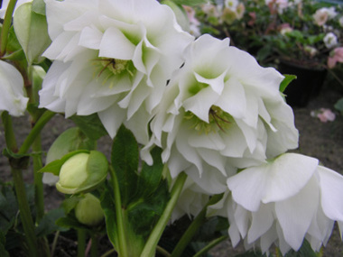 Betty Ranicar