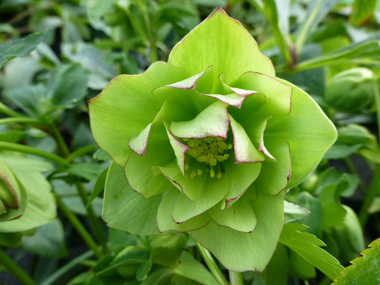 Double Green