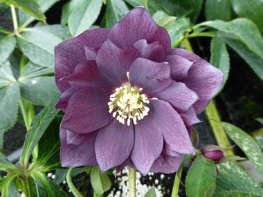 Double  Dark Purple