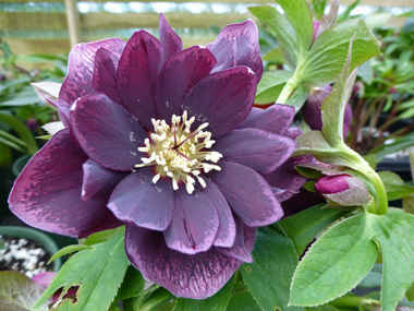Double  Dark Purple