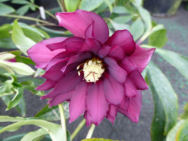 Double  Dark Purple