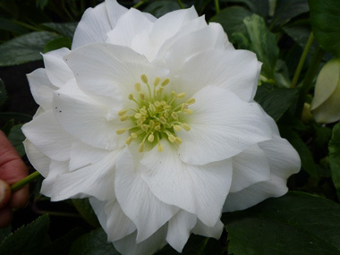 Double White