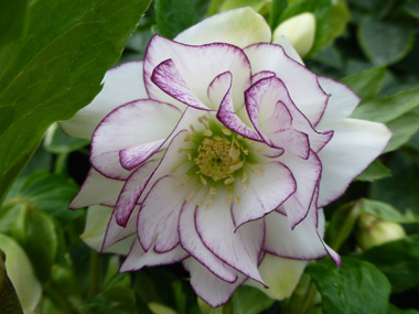 Double White Picotee