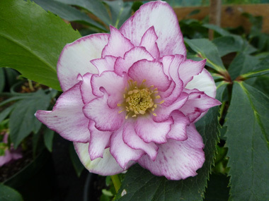 Double White Picotee