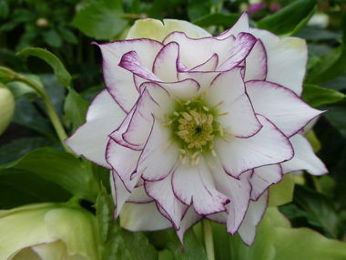 Double White Picotee