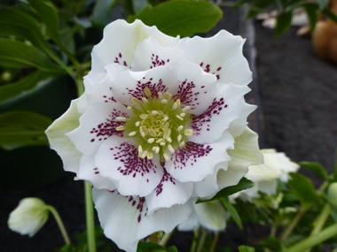 Double White Spotted
