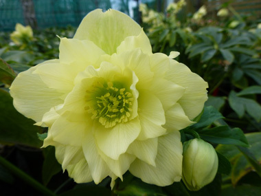 Double Yellow