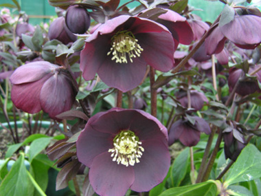 Dark Hybrid