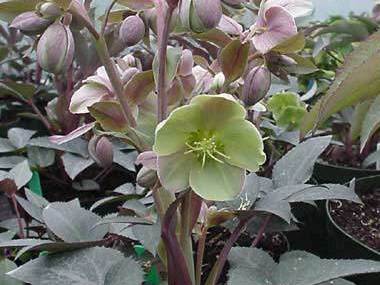 Helleborus x sternii 'Clifton'
