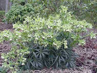 Helleborus foetidus 'Sopron'