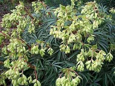 Helleborus foetidus 'Wester Flisk'