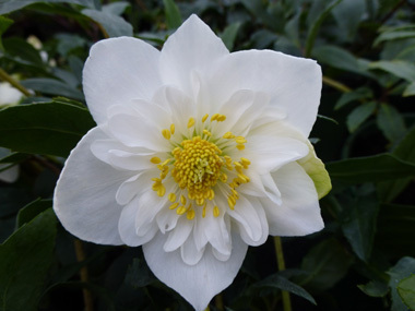 Helleborus niger 'Semi Double'