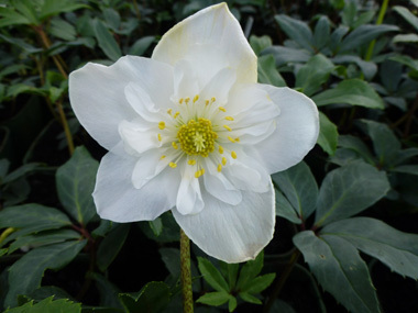 Helleborus niger 'Semi Double'