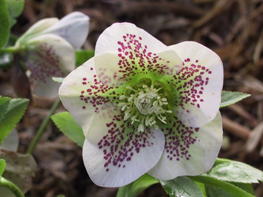 White Spotted Hybrid