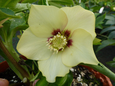 Yellow Hybrid