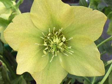 Yellow Hybrid