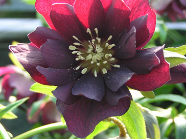 Double  Dark Purple