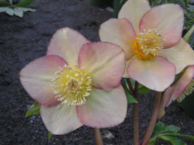 Apricot Hybrid