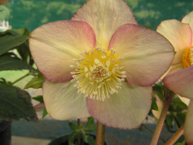 Apricot Hybrid