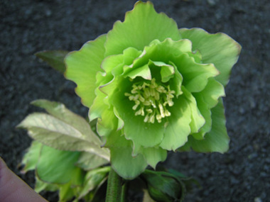 Double Green
