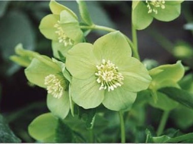 Green Hybrid