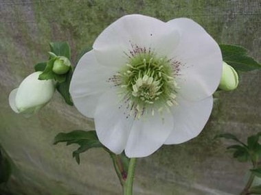 White Hybrid