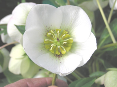 White Hybrid