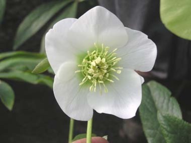 White Hybrid