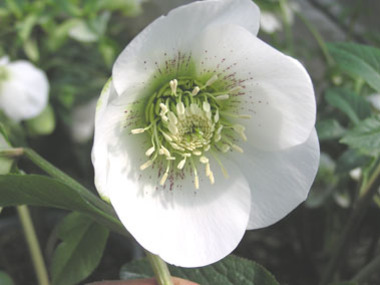 White Hybrid