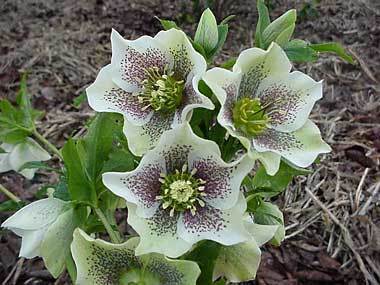 White Spotted Hybrid
